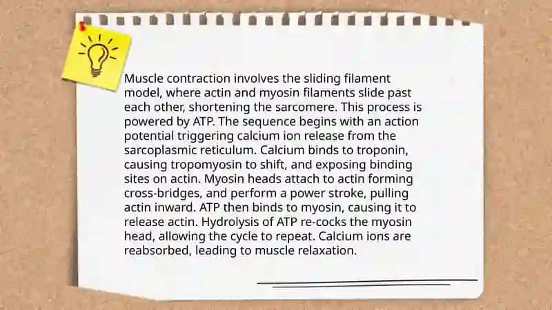 Muscular physiology 4