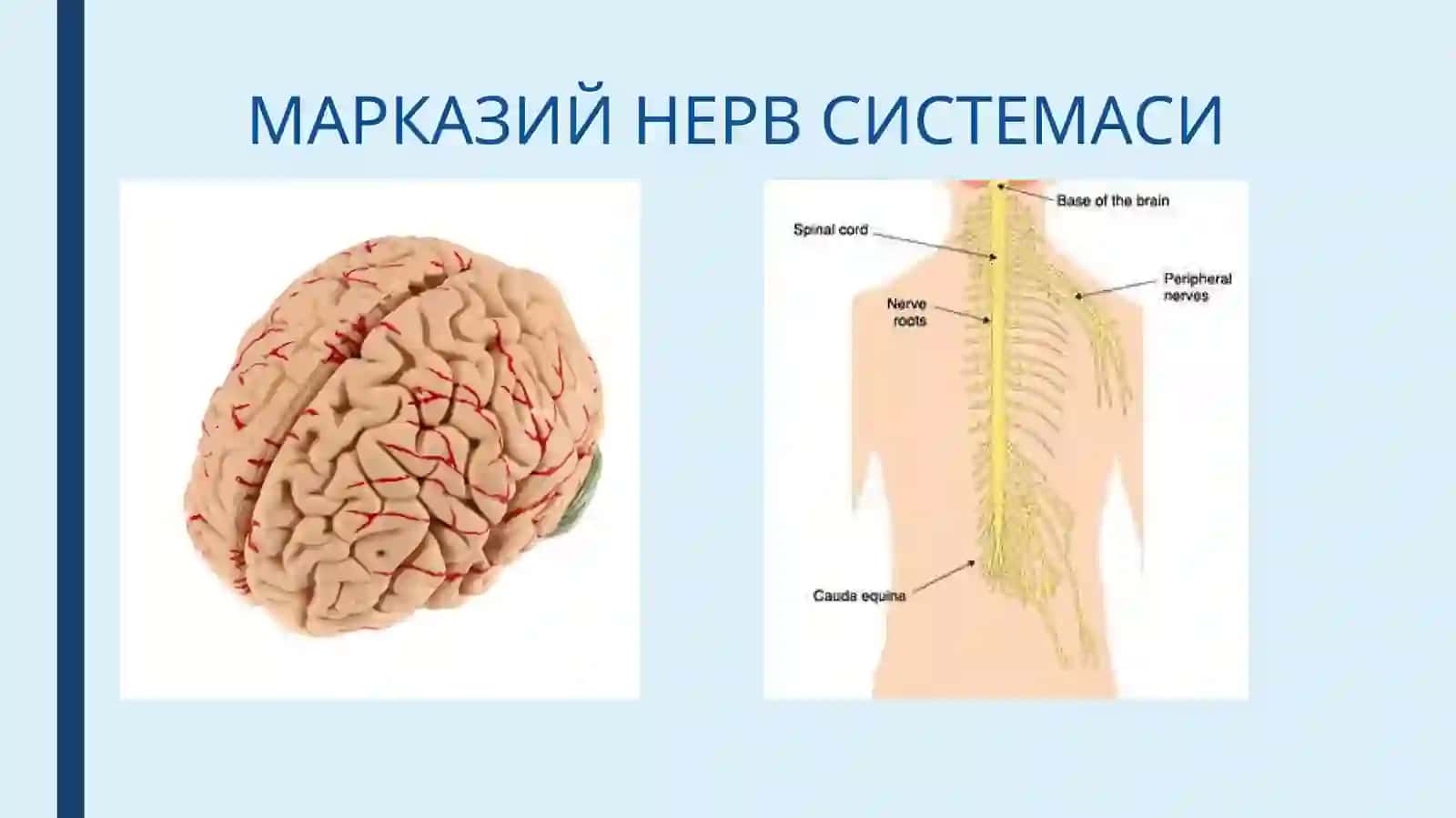 НЕРВ СИСТЕМАСИНИНГ ГИСТОЛОГИК ТУЗИЛИШИ 4