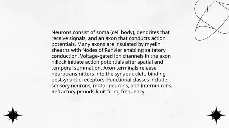 Braind and a nervous system 4