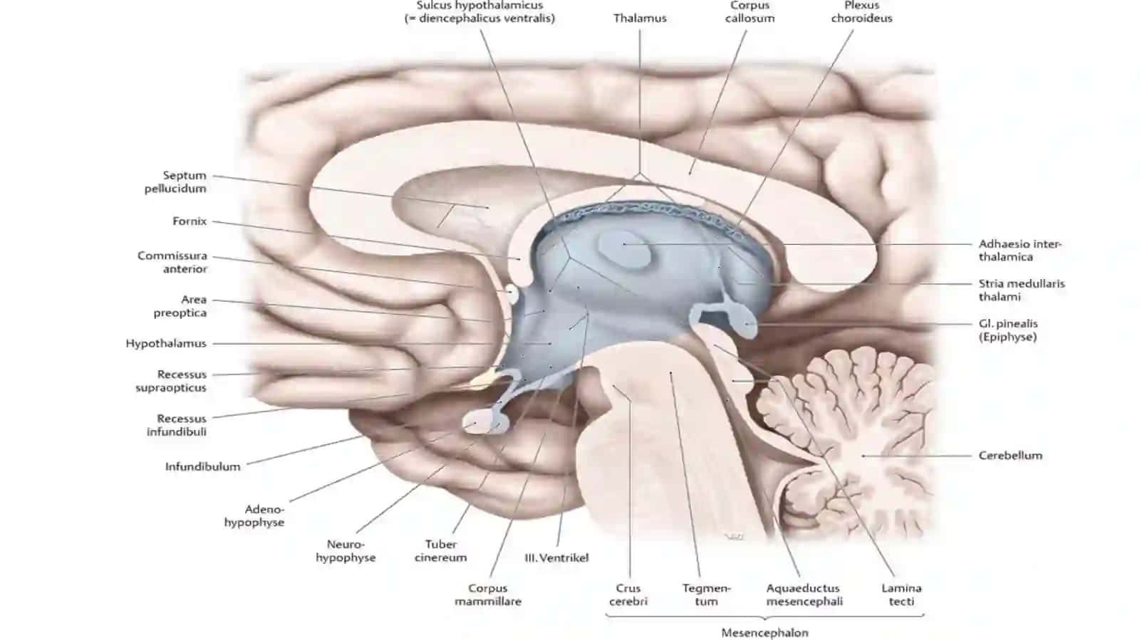 OraliqMiyaAnatomoyasi 4