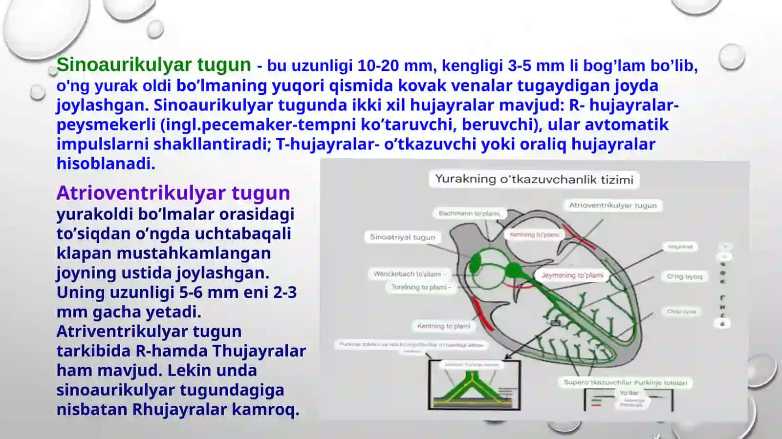 Yurakning o‘tkazuvchi tizimi hususiyatlari 4