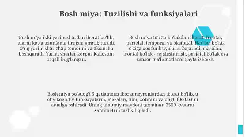 Markaziy nerv tizimining funktsional anatomiyasi 4