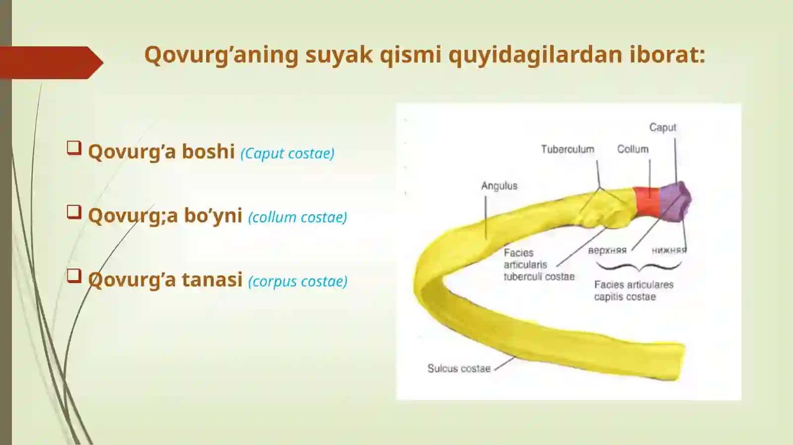 Qovurg’alar vato’sh suyagi 4
