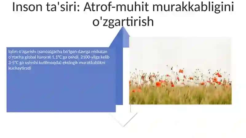 Murakkab Ekosistemalar 4