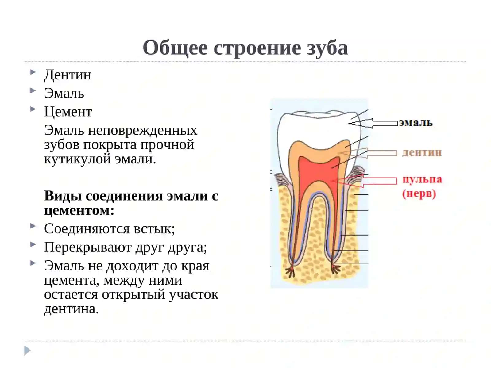 Общая анатомия зубов 4