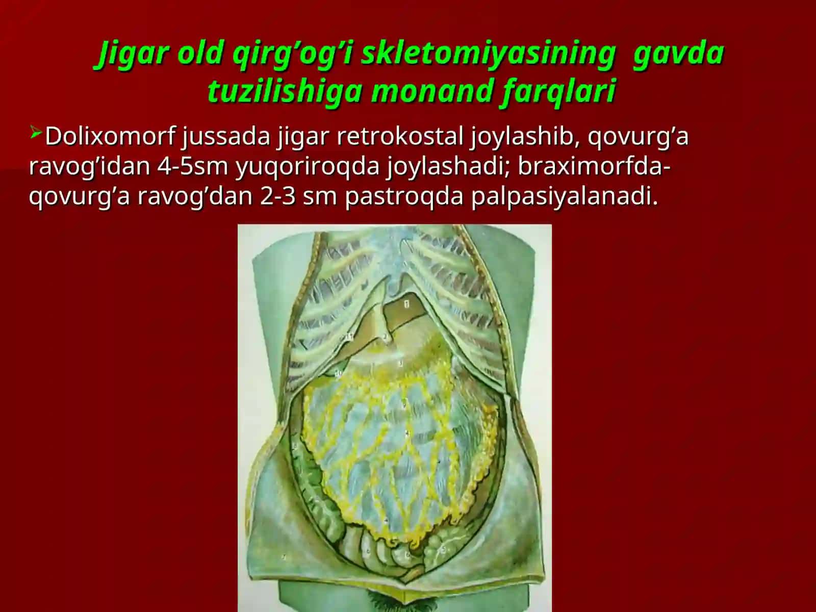 JIGARNING JARROHLIK ANATOMIYASI 4