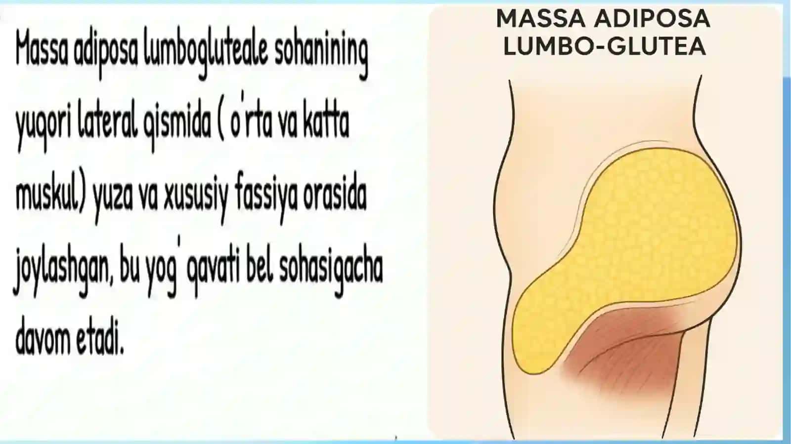 Oyoqning klinik anatomiyasi 4