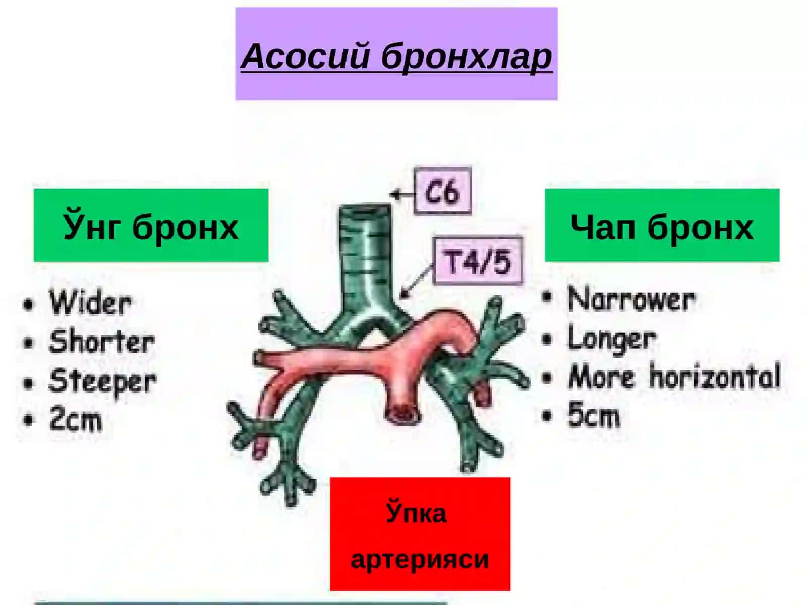 Ўпка сурункали носпецифик йирингли касалликлари 4