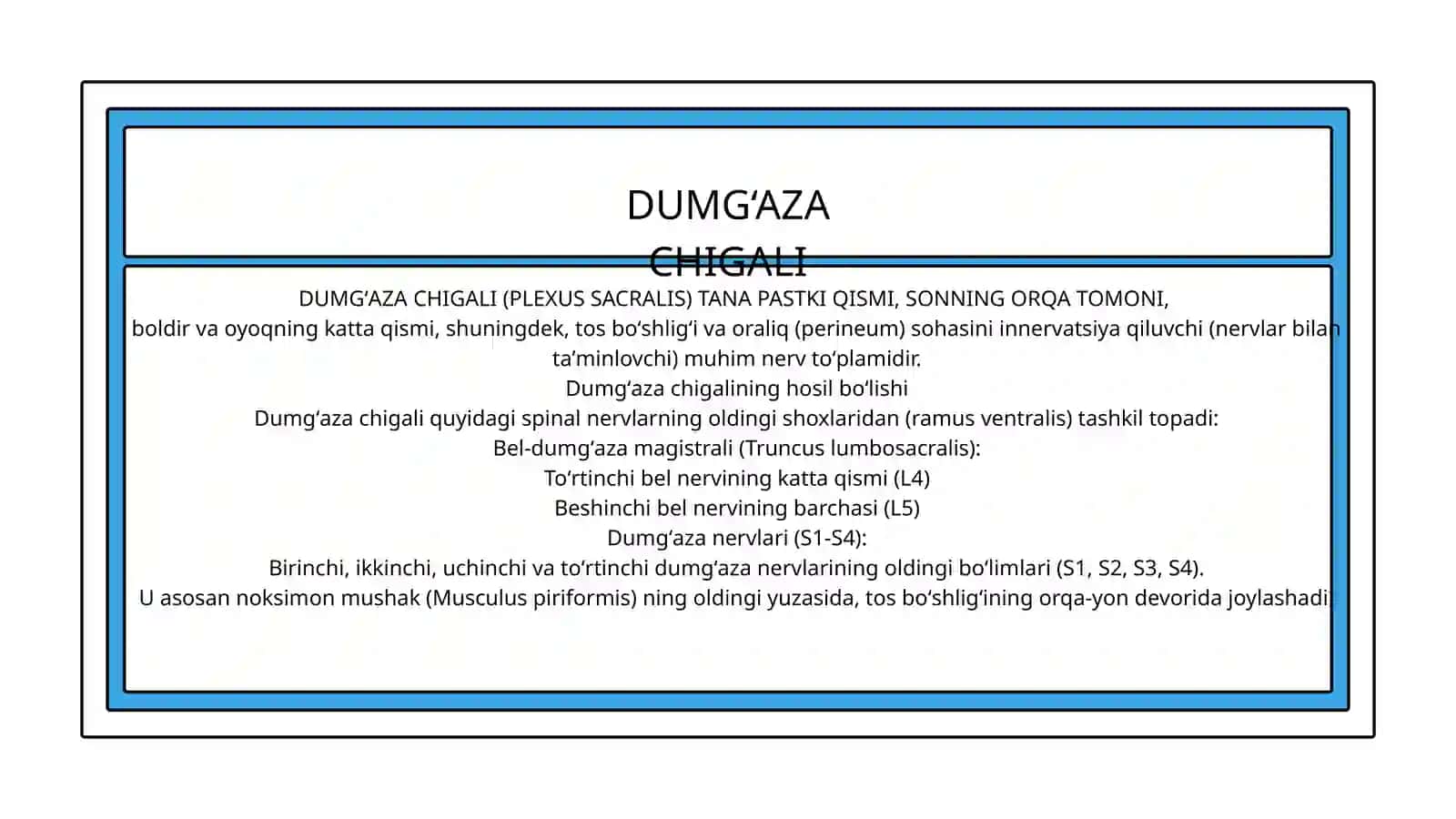 Bel chigali (Plexus lumbalis) 4