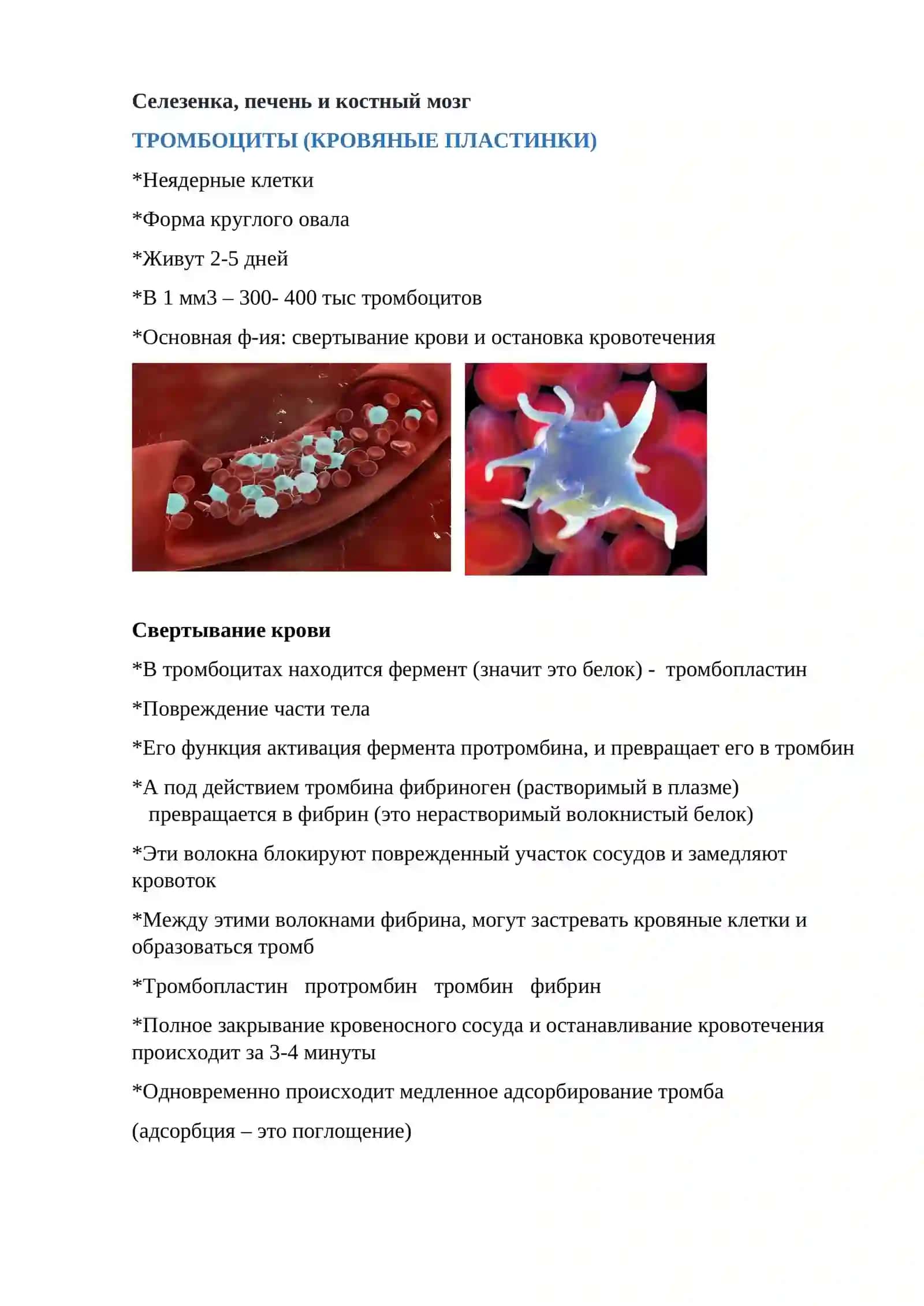 Тканевая жидкость, лимфа, кровь 4