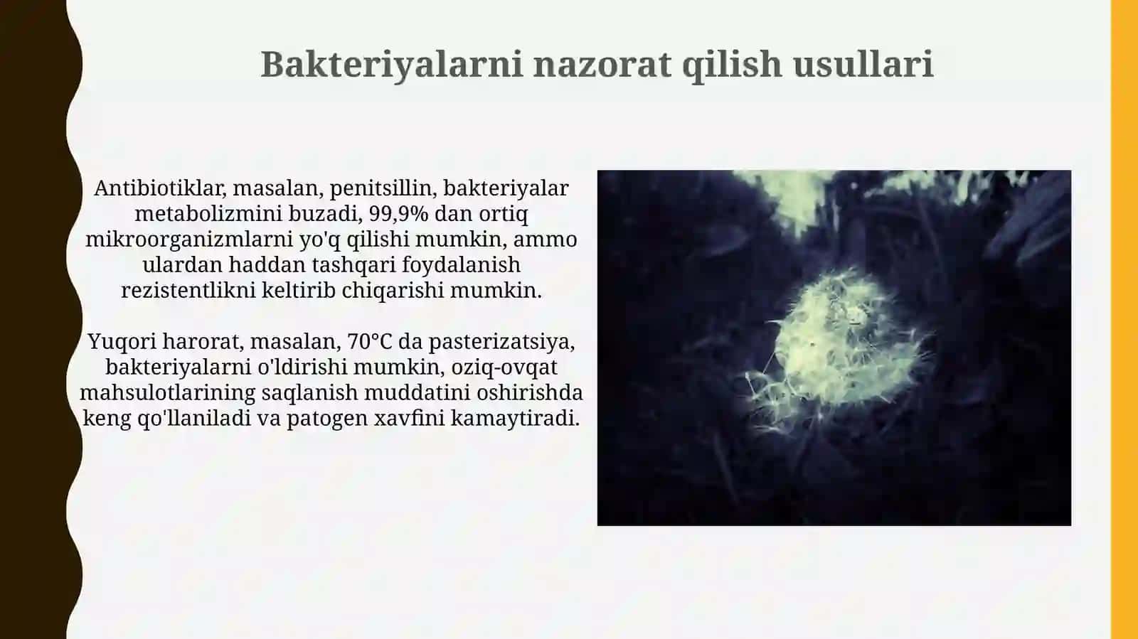 Ko'rinmas olam - Bakteriyalar 4