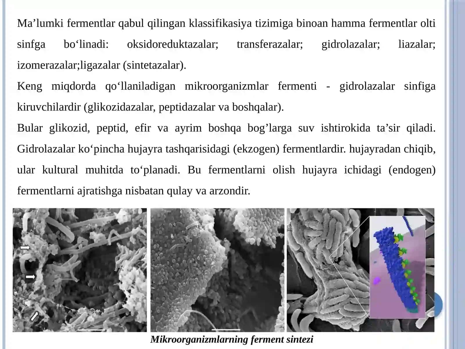 MIKROORGANIZMLARDAN FERMENT OLISHNING ZAMONAVIY USULLARI 4