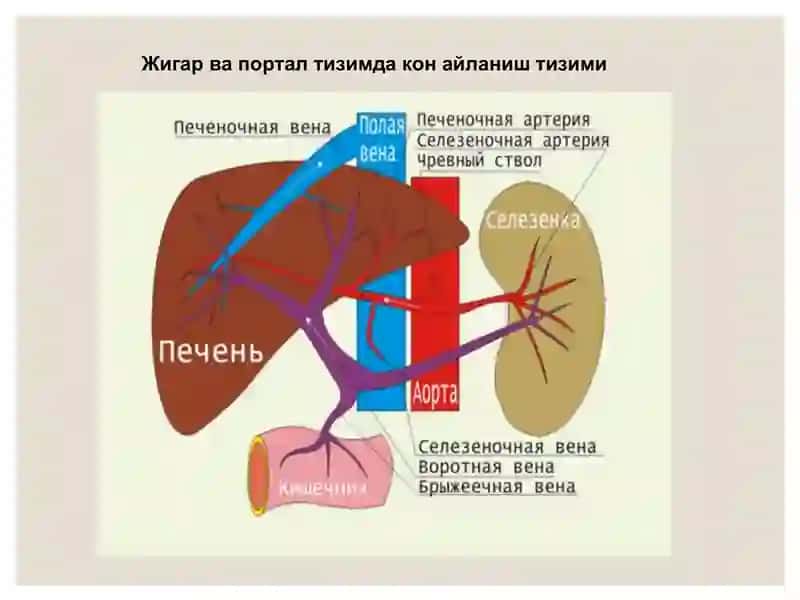 Жигар, ўт йўллари ва меъда ости безини ривожланиш нуқсонлари ва аномалиялари 4