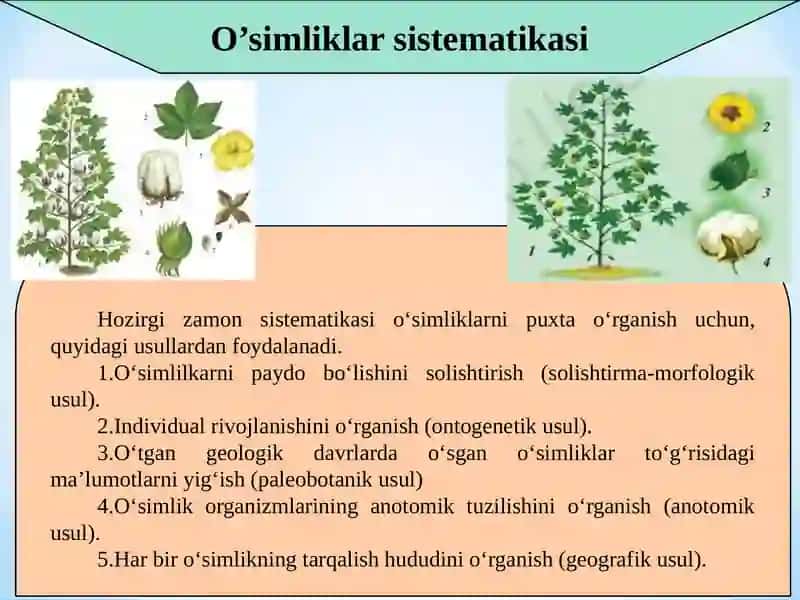 O‘simliklar sistematikasi 4