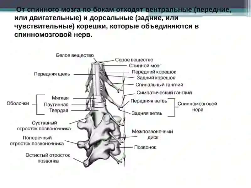 Топографическая анатомия спинного мозга 4
