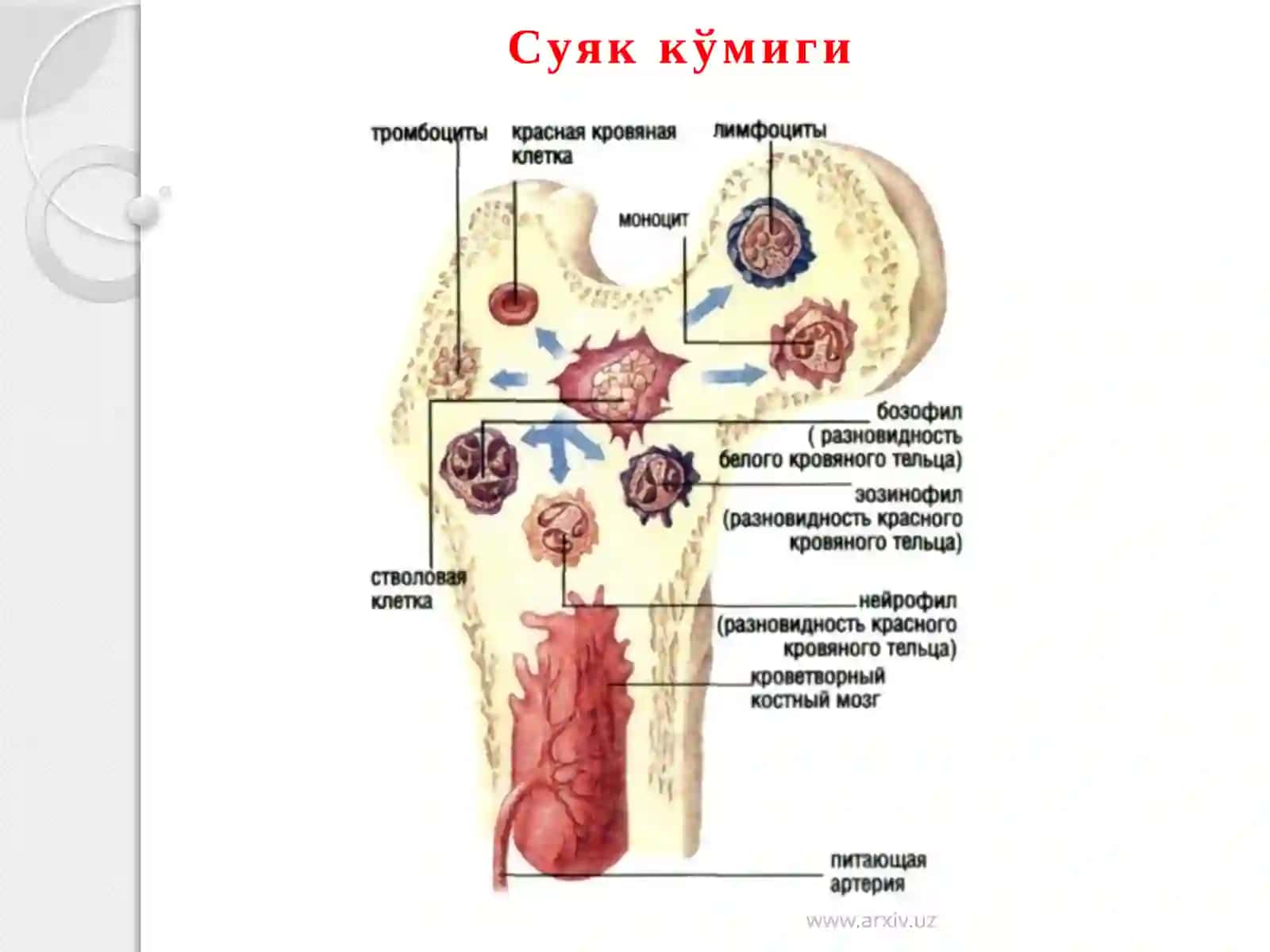 Кизил суяккўмиги. Тимус (айрисимонбез) 4