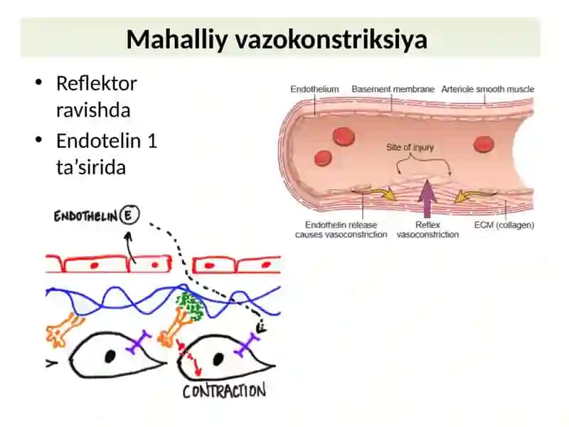 Gemostaz mexanizmlari va uning patologiyalari 4