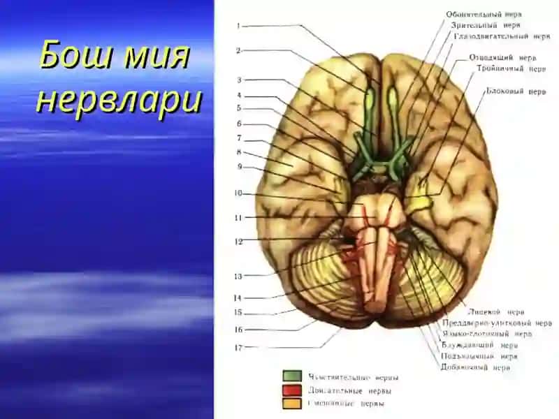 Бош мия нервлари I,II, III, IV, V, VI 4