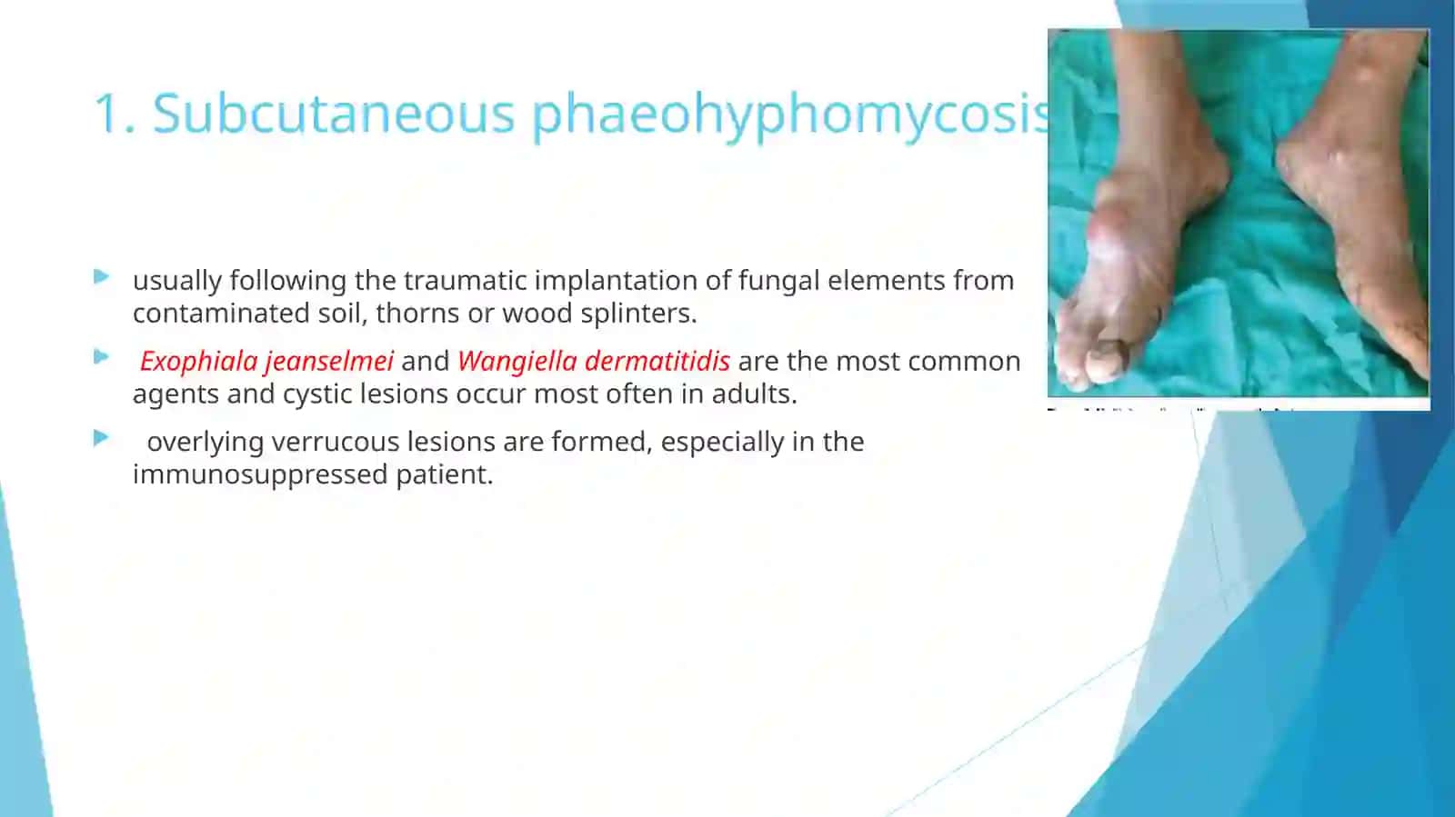 Medical Mycology Lecture (6) 4