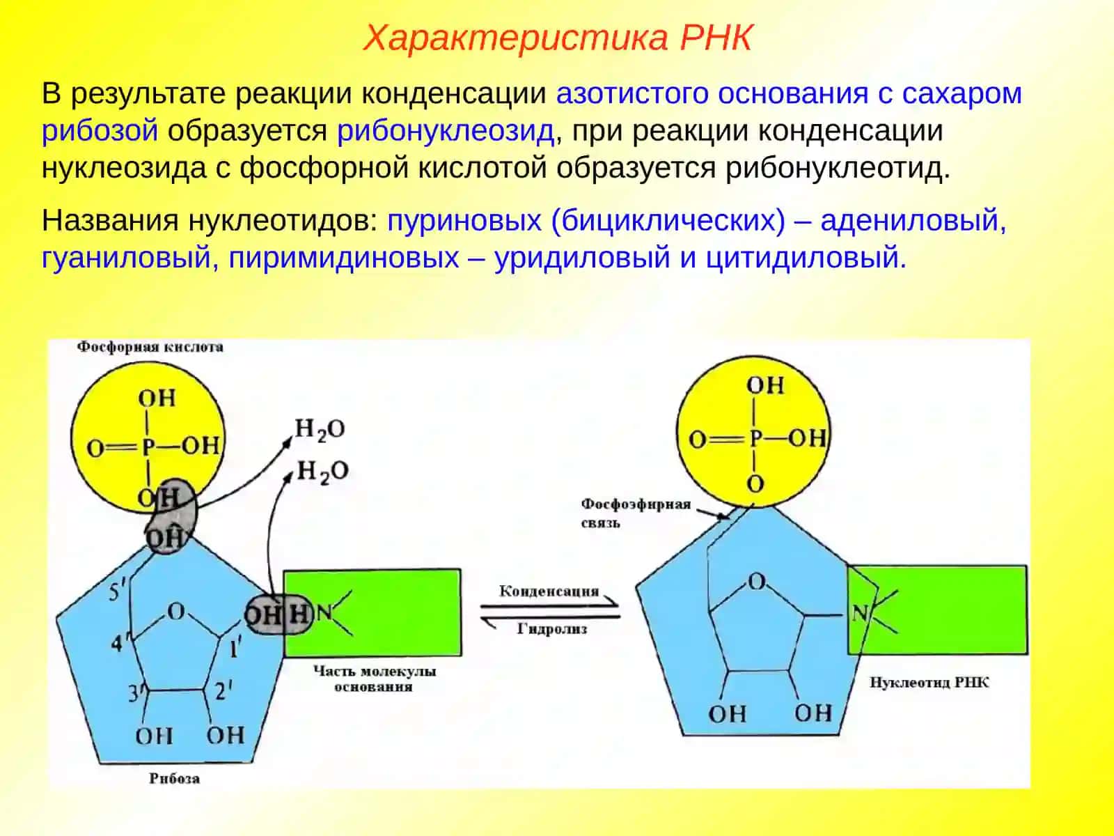 Рибонуклеиновые кислоты, АТФ 4