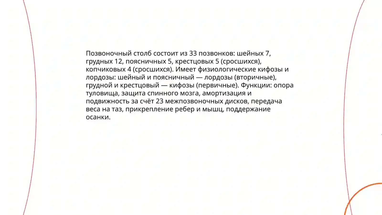 Скелет туловища 4