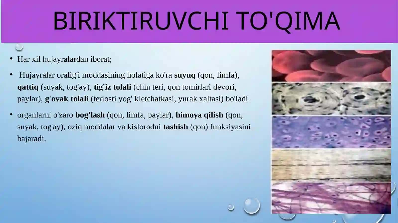 Epiteliy to'qimasi 4