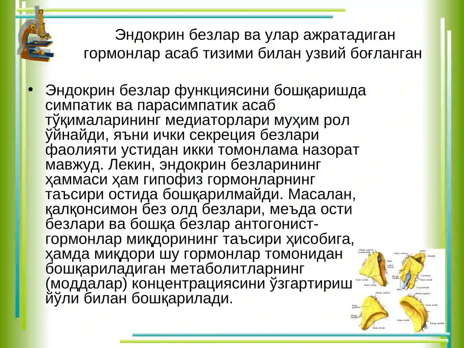 Эндокрин тизимфизиологияси 4