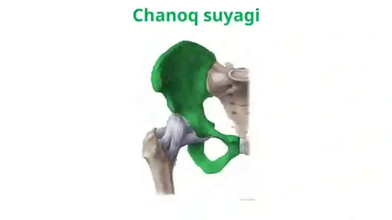 Oyoqsuyaklari 4