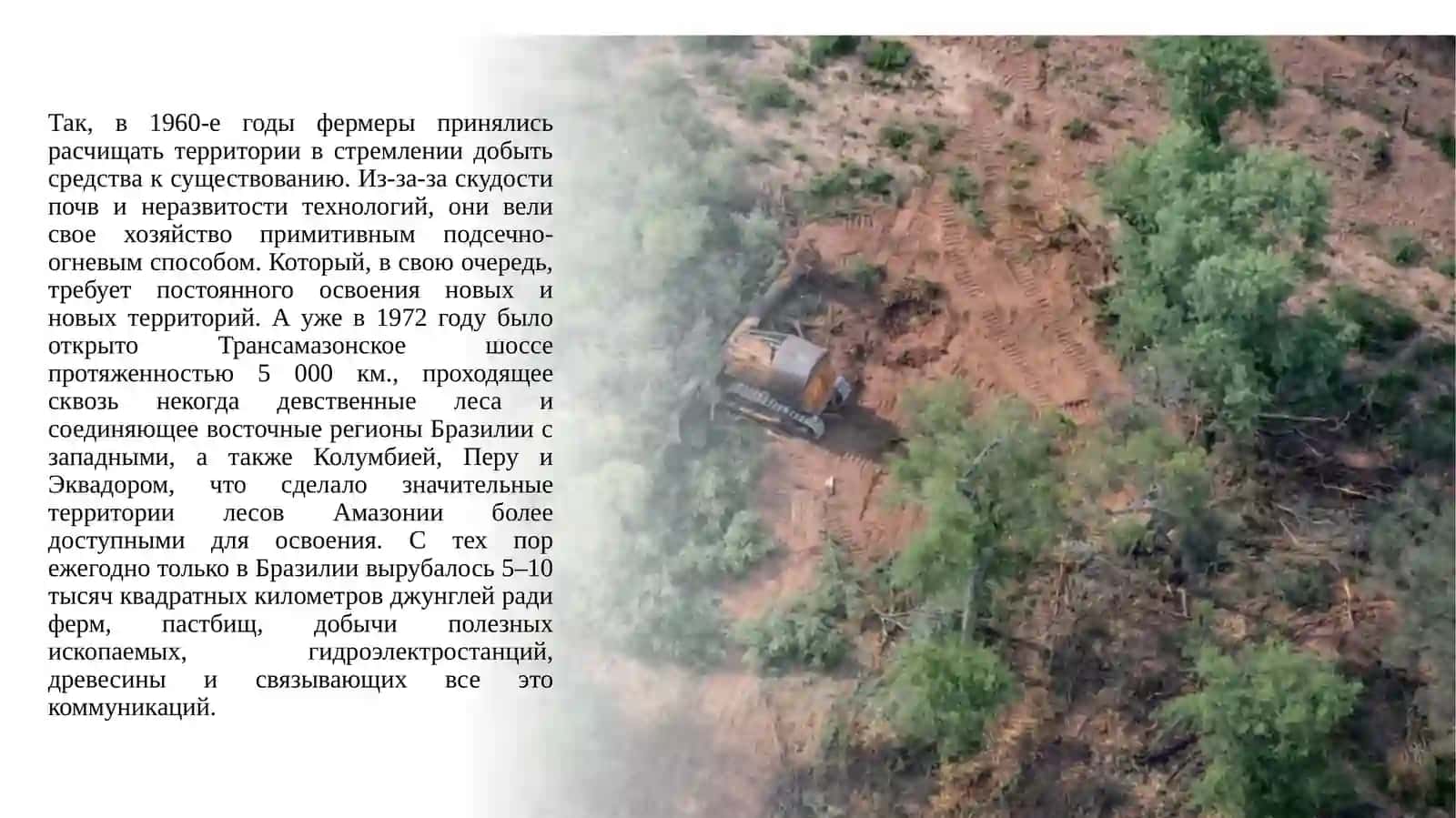 Проблема вырубки лесов в Амазонии 4
