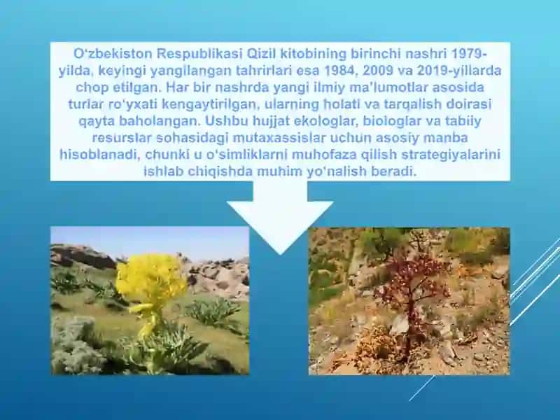 O‘ZBEKISTONNING NOYOB QIZIL KITOBGA KIRITILGAN O‘SIMLIKLARI 4