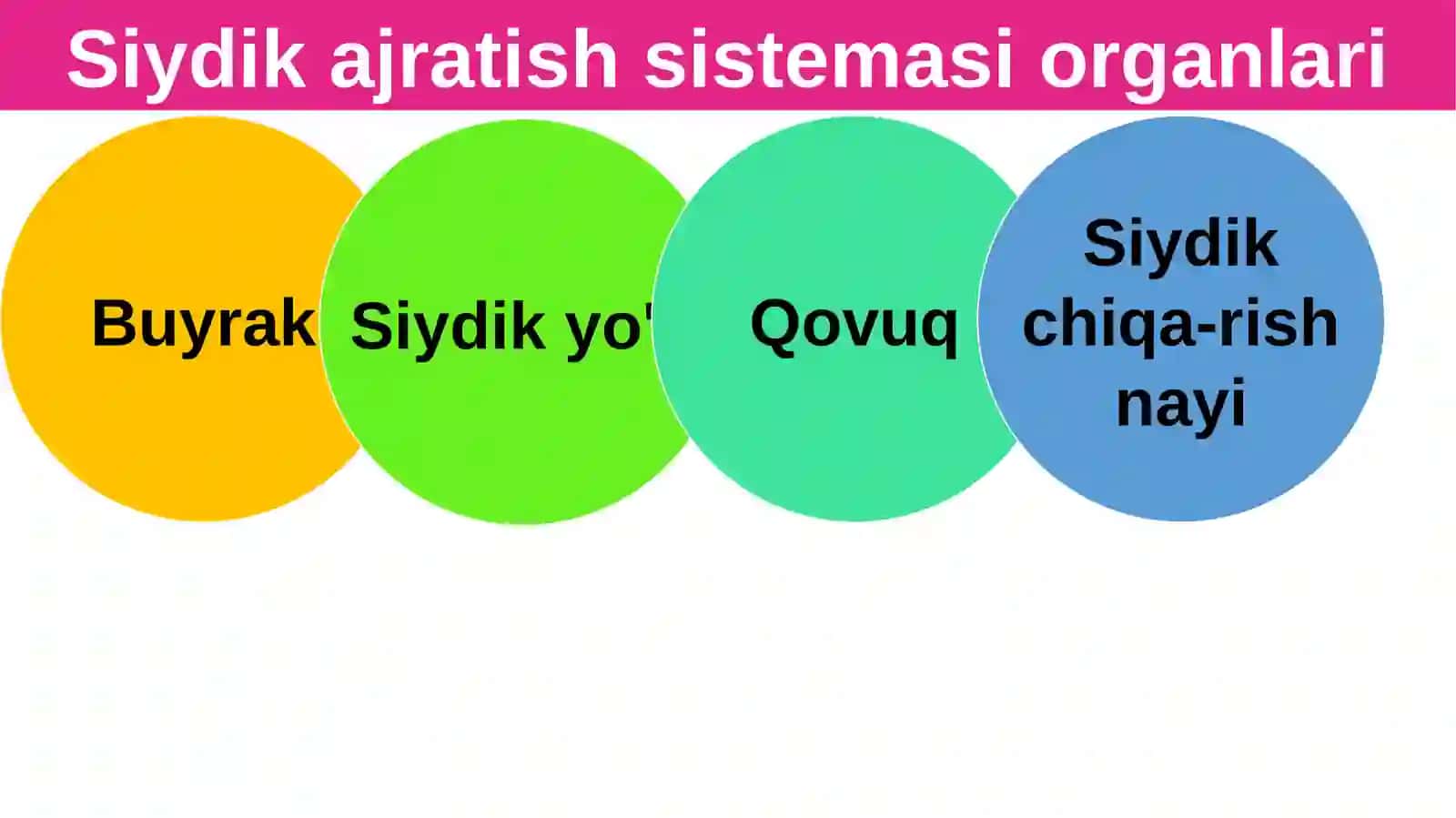 Siydikayrish organlarining tuzilishi 4