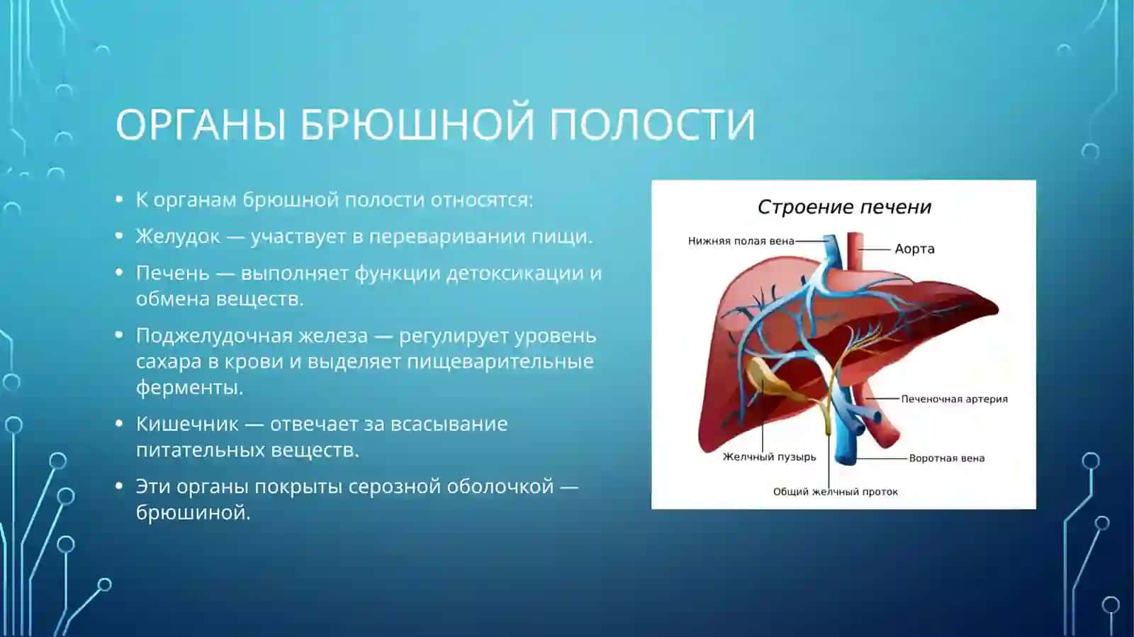 Внутренние органы человека 4