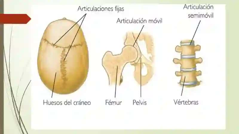 Qoplovchi organlar onto filogenezi 4