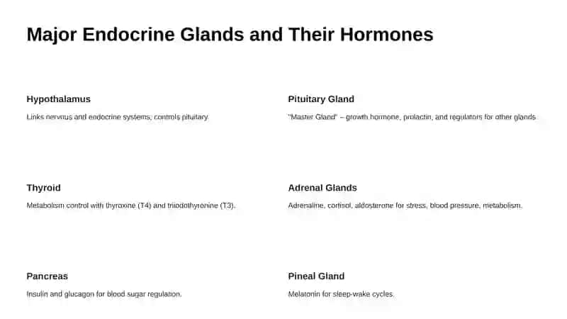 The Endocrine System 4