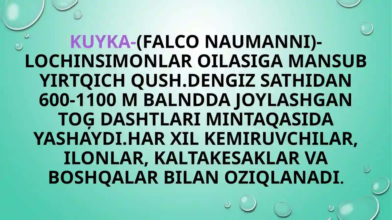 Kuyka –Falco naumanni 4
