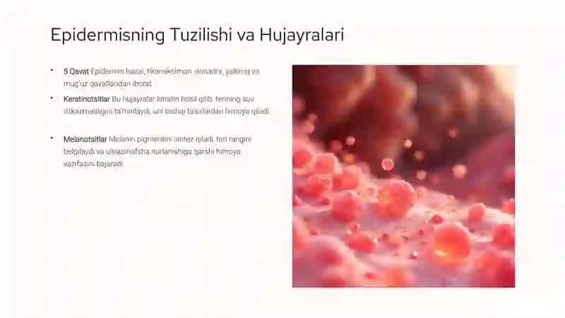 Teri va ular  xosilalari tuzilishi 18 ta list 4