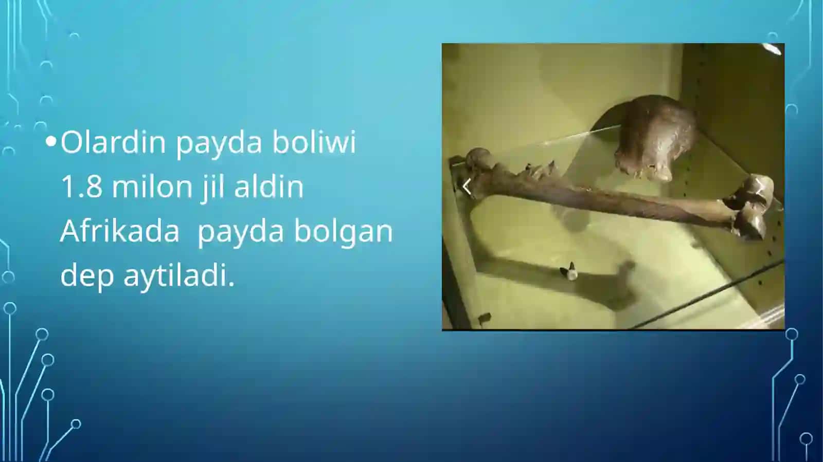Erejepov Asadbektin Insan evalyutsisinan tayarlagan slayti 4