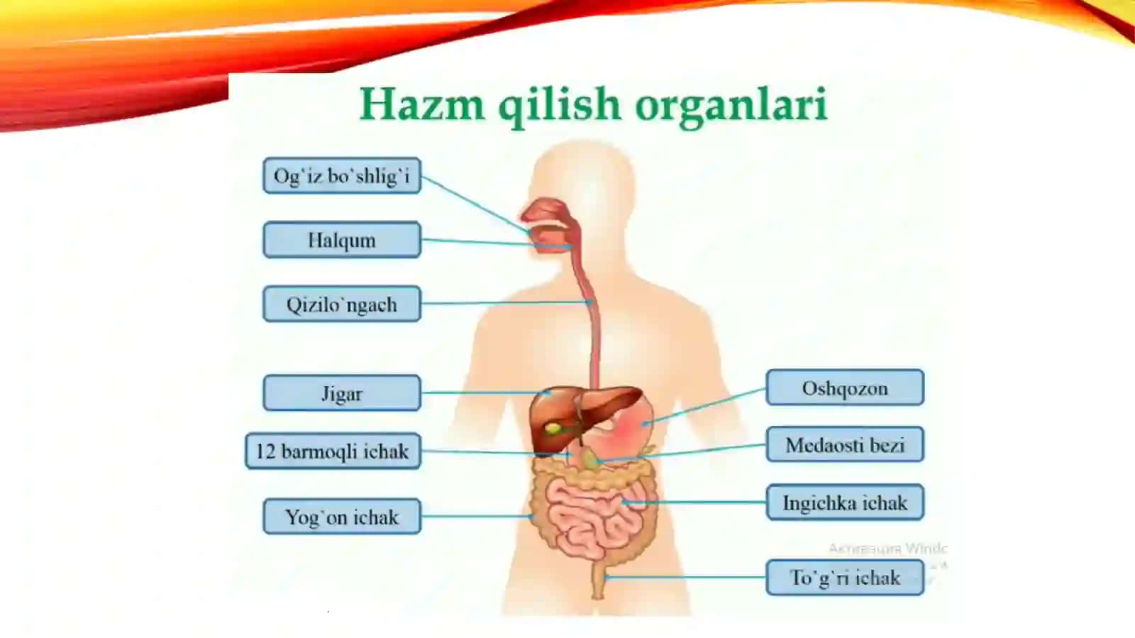 Xazm fiziologiyasi(Og‘iz bo‘shlig‘idagi hazm) 4