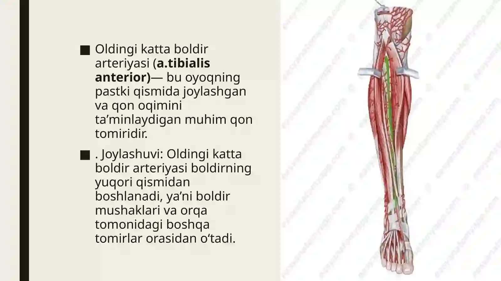 Katta boldir arteriyasi 4