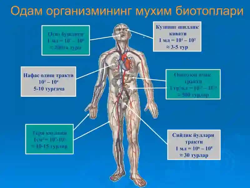Одам танаси нормал микрофлораси 4