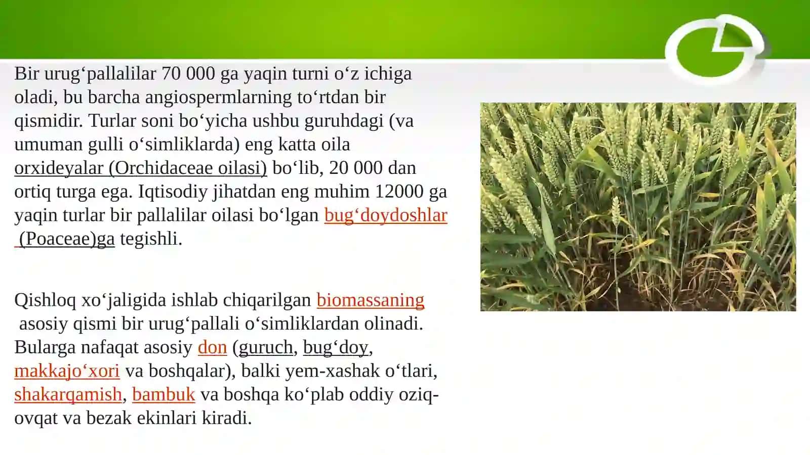 Bir urugʻpallali oʻsimliklarning oilalari 4