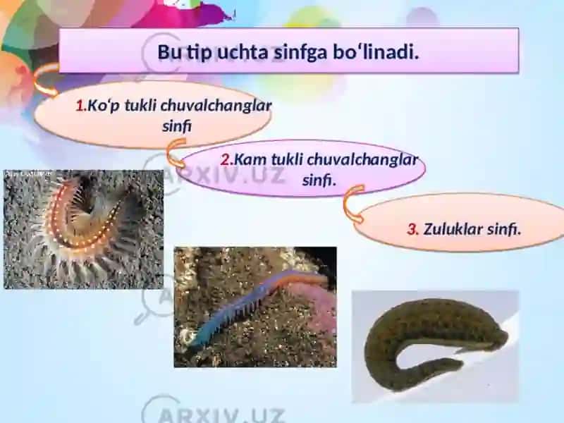 Halqali chuvalchanglar 4