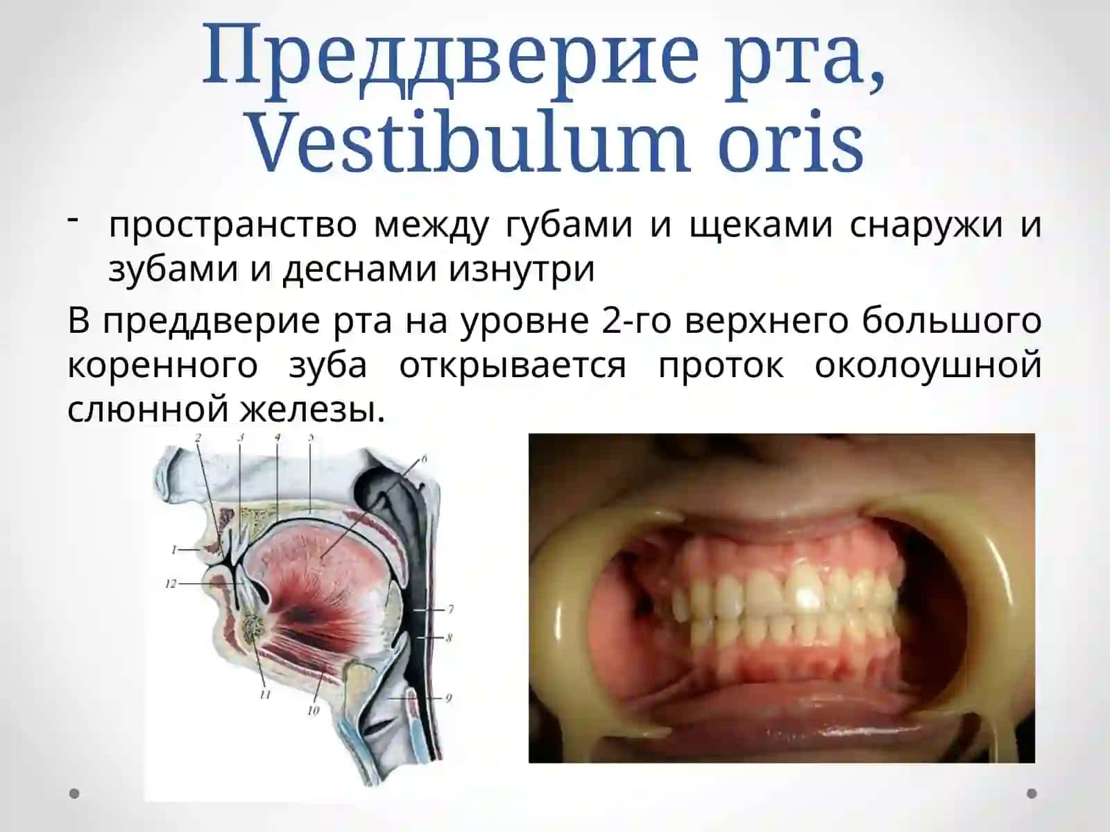 Собственно ротовая полость 4