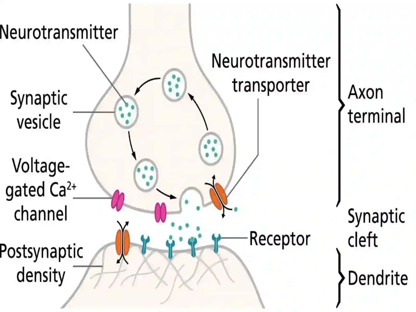 Sinapslarfiziologiyasi 4