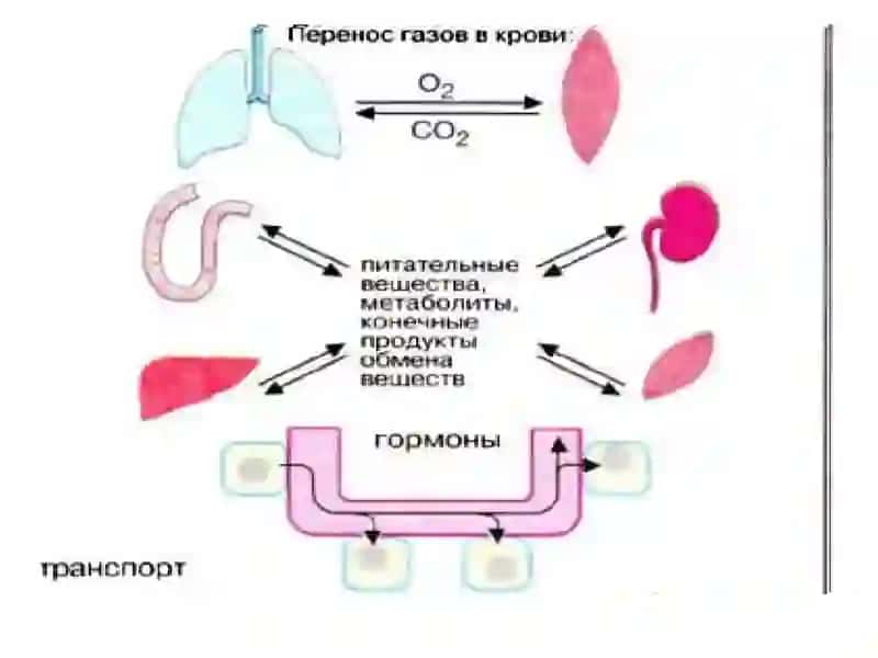 Биоорганик ва биологик кимё 4