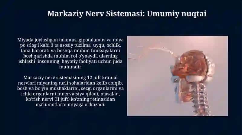 Markaziy nerv tizimining tuzilishi va xususiyatlari 4