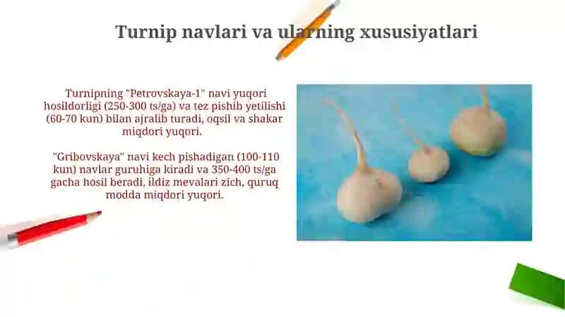 Turnip o'simligi haqida 4