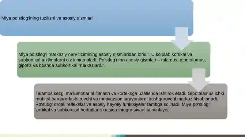 Miya po‘stlog‘i va po‘stloq osti markazlarining psixologik ahamiyati 4