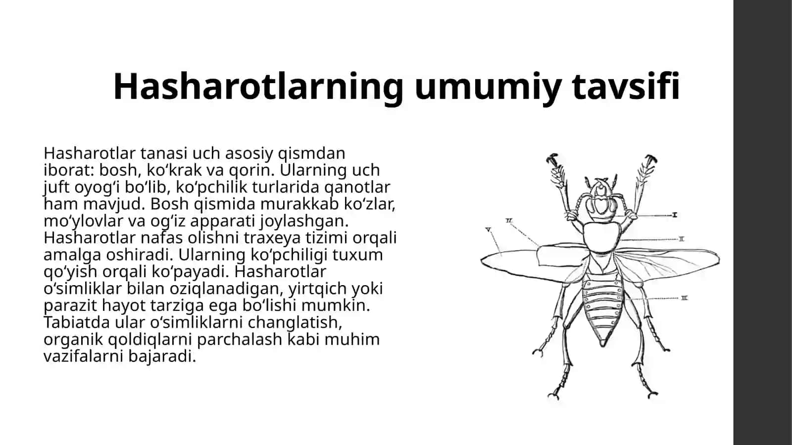 Hasharotlar sistematikasi 4