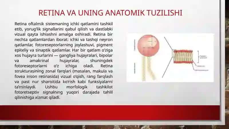 Fotoretsepsiyaning morfologik asoslari 4